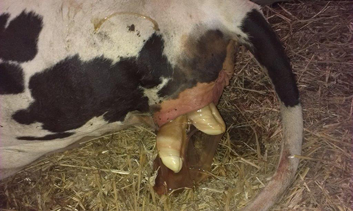 I going to take you through the live of young stock. It starts with the birth. The feet of the calfs are coming out and are pointing in the right direction.